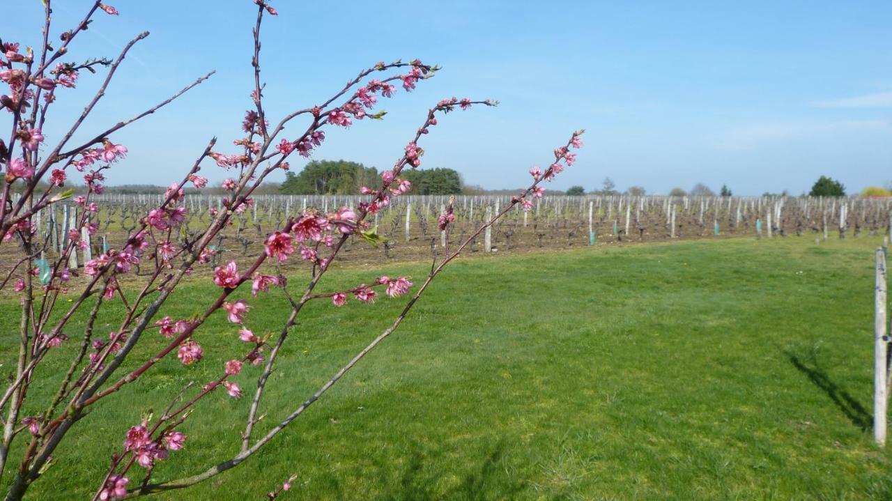 L'Ecrin Au Coeur Des Vignes Villa Saint-Georges-sur-Cher Dış mekan fotoğraf